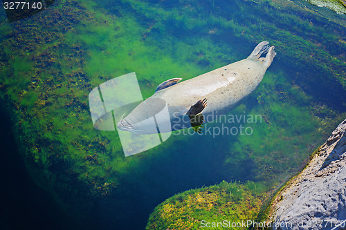 Image of Common seal is swimming in the water