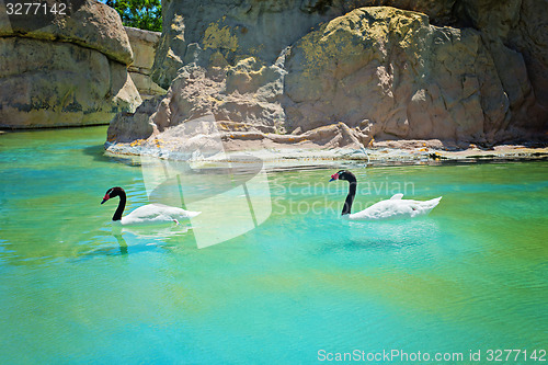 Image of Two black-necked swans