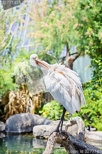 Image of Little white egret