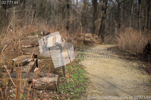 Image of Walking in a park