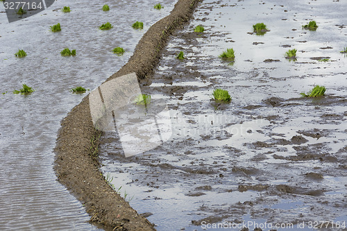 Image of Muddy Rice Paddy