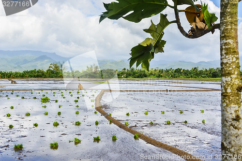 Image of Philippines Rice Seedlings