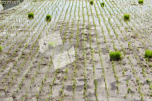 Image of Rice Paddy