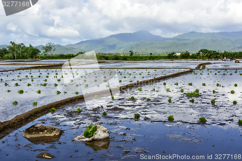 Image of Philippines Rice Paddy