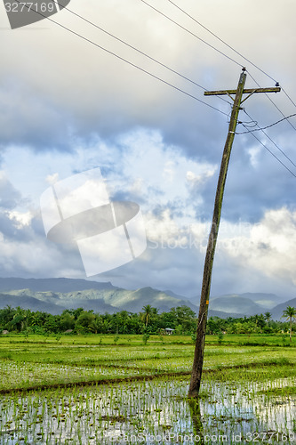 Image of Philippines Rice Seedlings