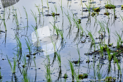 Image of Philippines Rice Seedlings