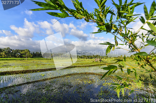 Image of Philippines Rice Seedlings