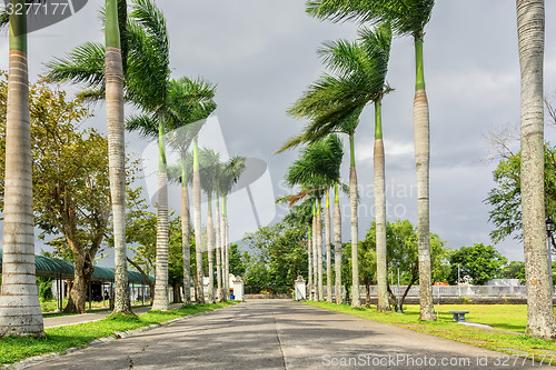 Image of Palm Lined Road