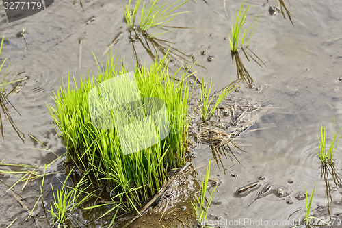 Image of Philippines Rice Seedlings