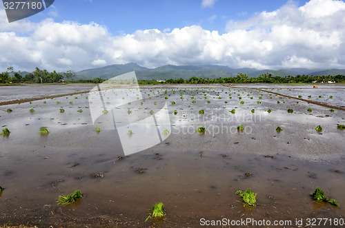 Image of Philippines Rice Seedlings