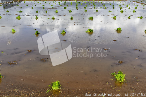 Image of Philippines Rice Seedlings