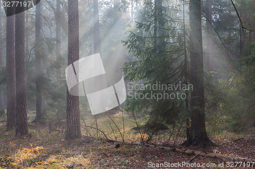 Image of Autumnal misty morning in the forest