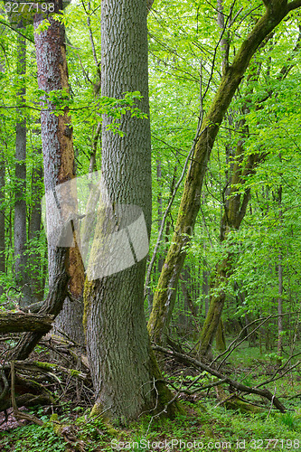 Image of Old ash tree in spring