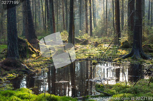 Image of Natural coniferous stand of Bialowieza Forest Landscape Reserve
