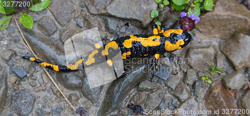 Image of Fire Salamander in rain closeup