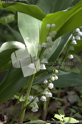 Image of Flowering Lilly-of-the-valley close-up