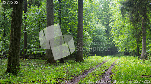 Image of Straight ground road leading across forest