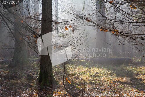 Image of Autumnal misty sunrise in the forest