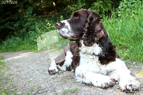 Image of English Springer Spaniel