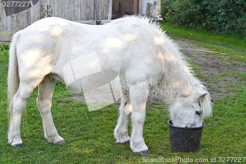 Image of girl with a white horse in denmark