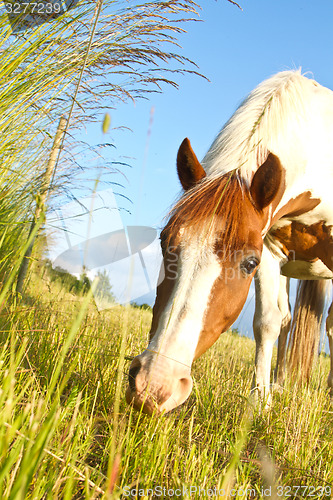 Image of Horse in denmark and blue sky