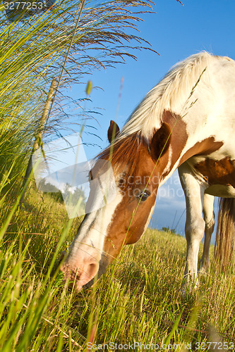 Image of Horse in denmark and blue sky