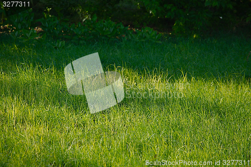 Image of Green Grass