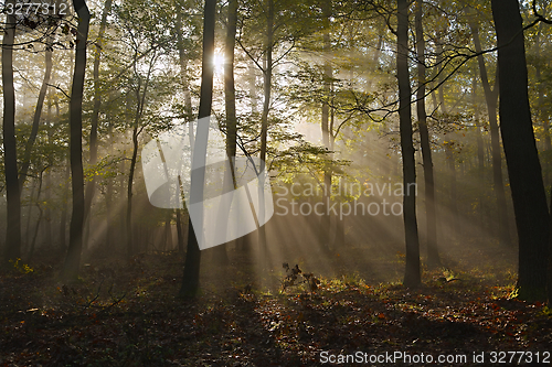 Image of Forest with light rays