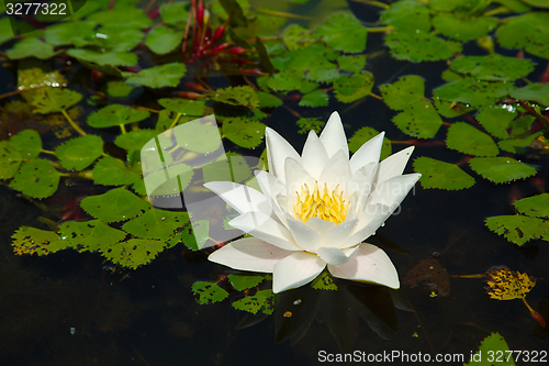 Image of White Water Lily