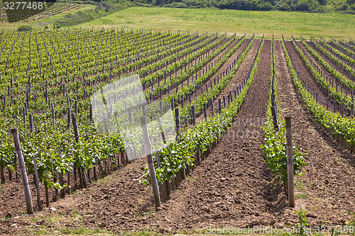 Image of Wineyard