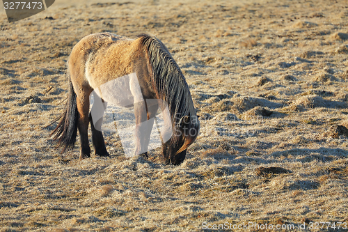 Image of Horse grazing on a field