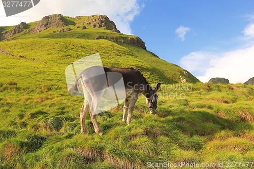 Image of Grazing Donkey