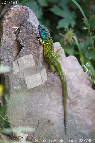 Image of Green Lizard Resting