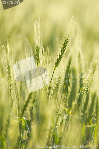 Image of Wheat field