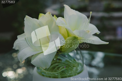 Image of White flower closeup