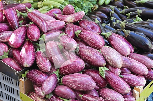 Image of Aubergine