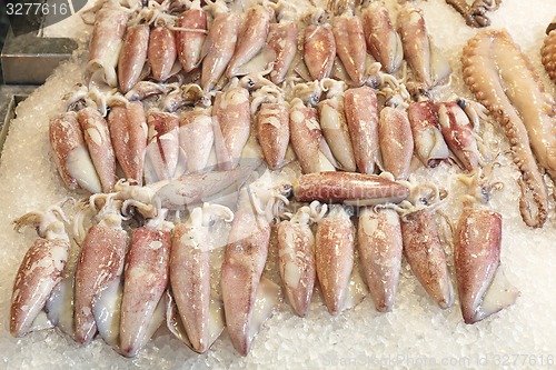 Image of Squid