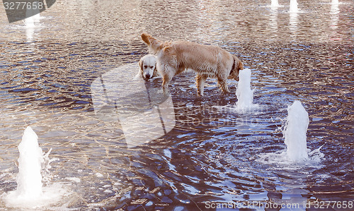Image of Retro look Dogs in water