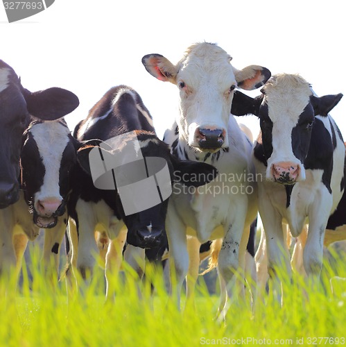 Image of Holstein dairy cows in a pasture