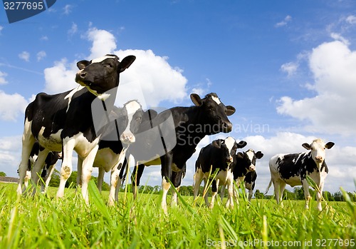 Image of Holstein cows