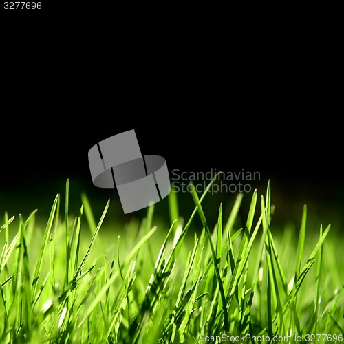 Image of Grass over black background