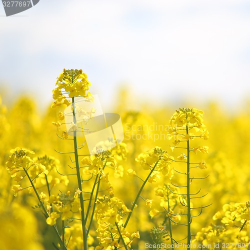 Image of Rape field