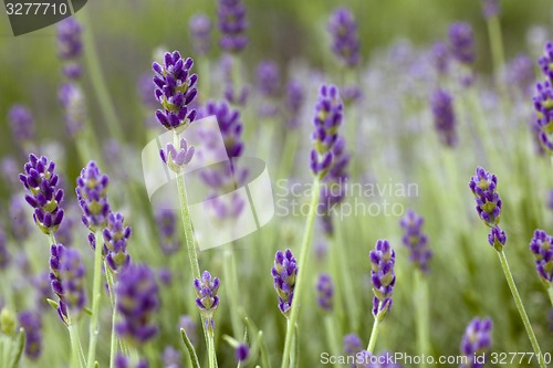 Image of Lavander Flowers