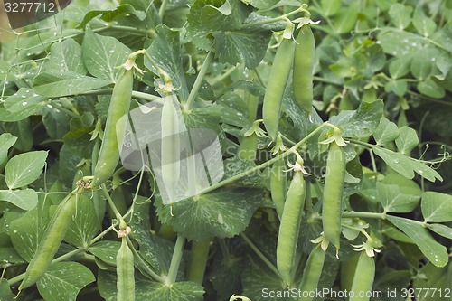 Image of Green Peas