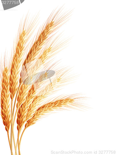 Image of Wheat isolated on white. EPS 10