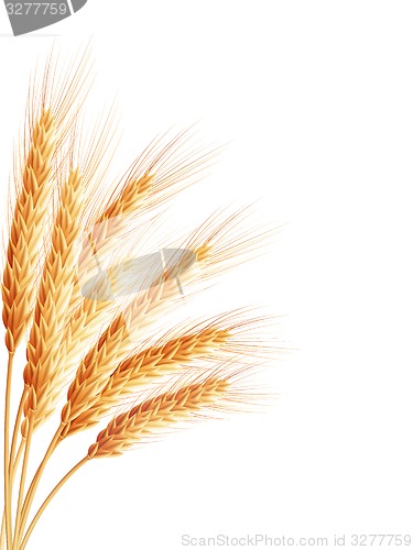 Image of Spikelets and grains of wheat. EPS 10