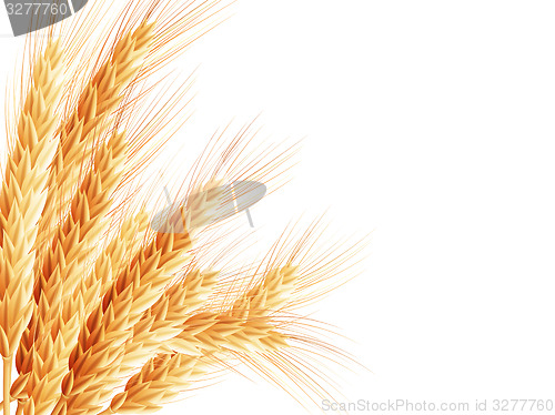 Image of Golden wheat ear after the harvest. EPS 10