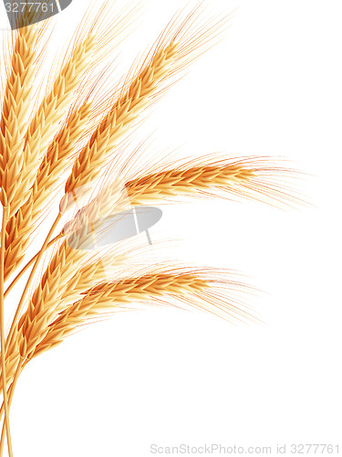 Image of Wheat isolated on white. EPS 10