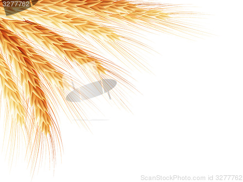Image of Golden wheat ear after the harvest. EPS 10