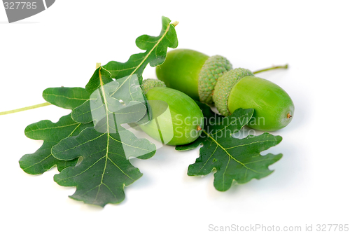 Image of Acorns oak leaves